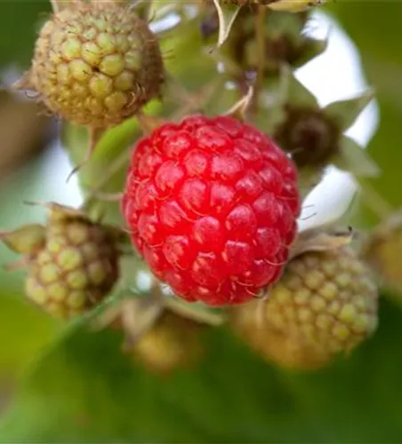 Rubus idaeus 'Willamette'