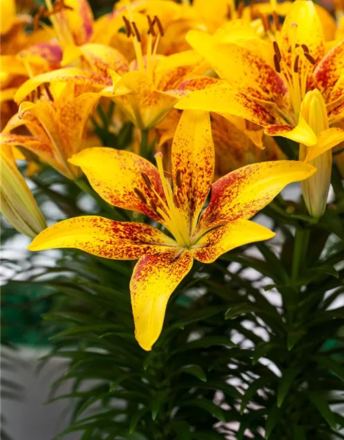 Lilie 'Tiny Bee', gelb, Lilium, Asiatische Lilie, im Topf 13 cm
