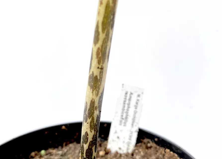 Amorphophallus mossambicensis