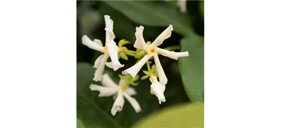 Sternjasmin Tropical Fl´Aroma® 'Exotic Jasmine'