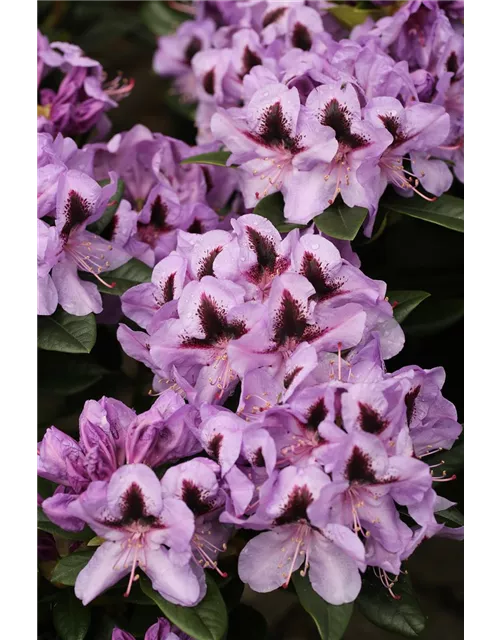 Rhododendron hybrida 'Metallica'