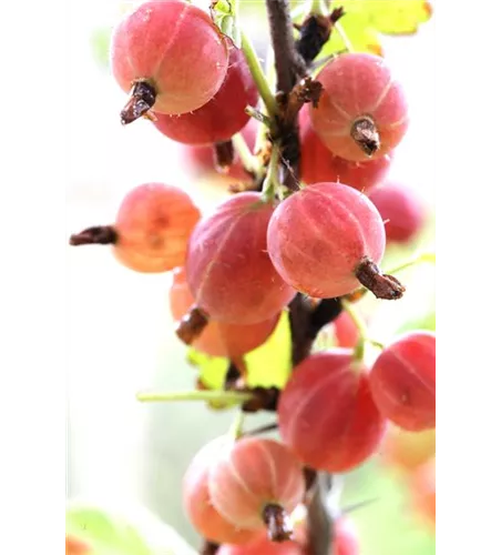 Ribes uva-crispa 'Hinnonmäki rot' CAC II