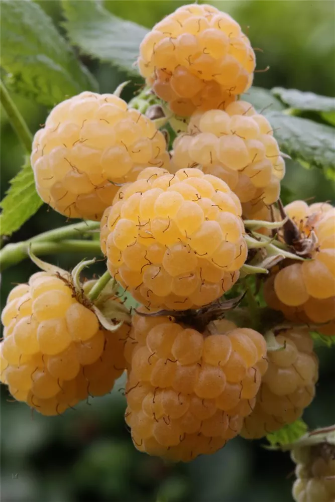 \'Fallgold\', Himbeere Rubus Dein Wohngarten - \'Fallgold\' Oldenburger idaeus Wohlfühlgartenmarkt -