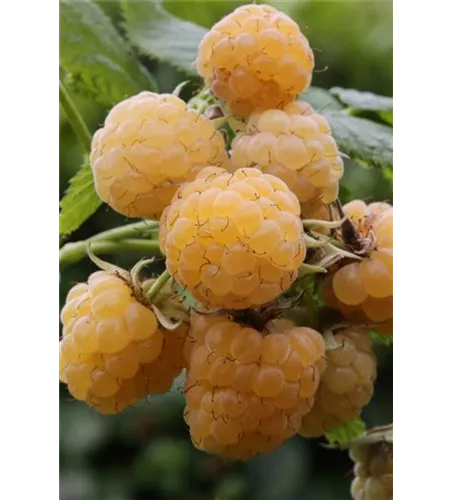 Rubus idaeus 'Fallgold'