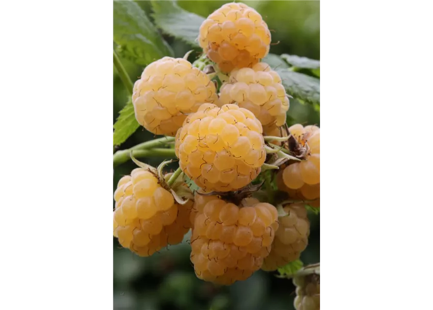Rubus idaeus \'Fallgold\', Himbeere \'Fallgold\' - Oldenburger Wohngarten -  Dein Wohlfühlgartenmarkt