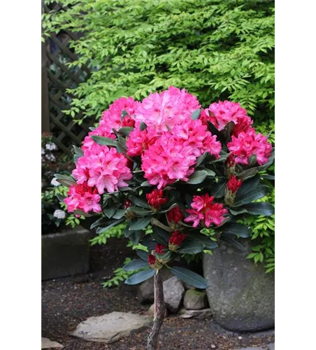 Yaku-Rhododendron 'Sneezy'