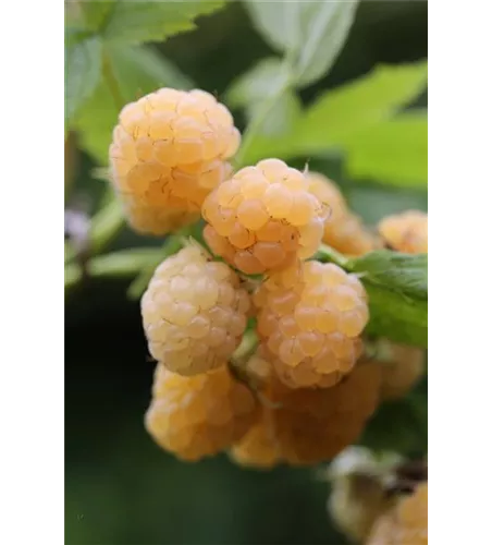 Rubus idaeus 'Golden Queen' CAC