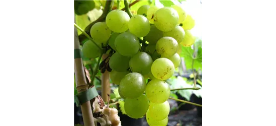 Weinrebe 'Suffolk Red', Vitis vinifera 'Suffolk Red' - Oldenburger  Wohngarten - Dein Wohlfühlgartenmarkt
