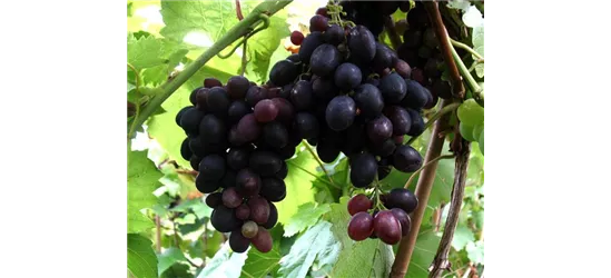 Weinrebe \'Suffolk Red\', Vitis vinifera \'Suffolk Red\' - Oldenburger  Wohngarten - Dein Wohlfühlgartenmarkt