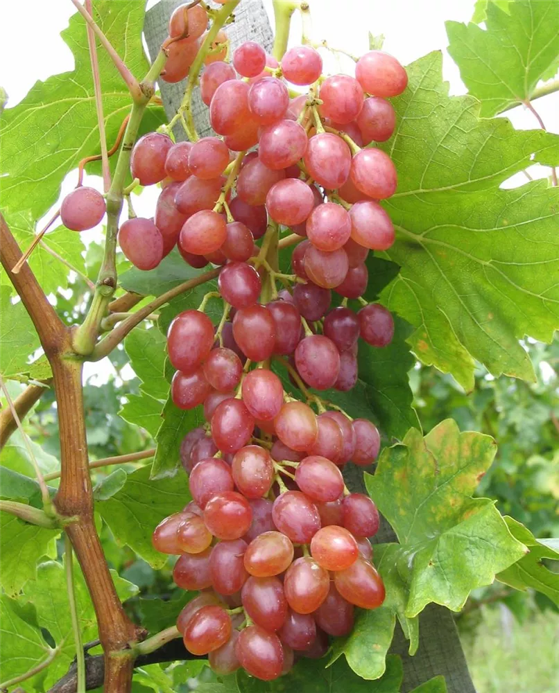 Weinrebe \'Suffolk Red\', Vitis vinifera \'Suffolk Red\' - Oldenburger  Wohngarten - Dein Wohlfühlgartenmarkt