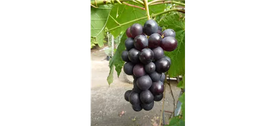Weinrebe 'Suffolk Red', Vitis vinifera 'Suffolk Red' - Oldenburger  Wohngarten - Dein Wohlfühlgartenmarkt