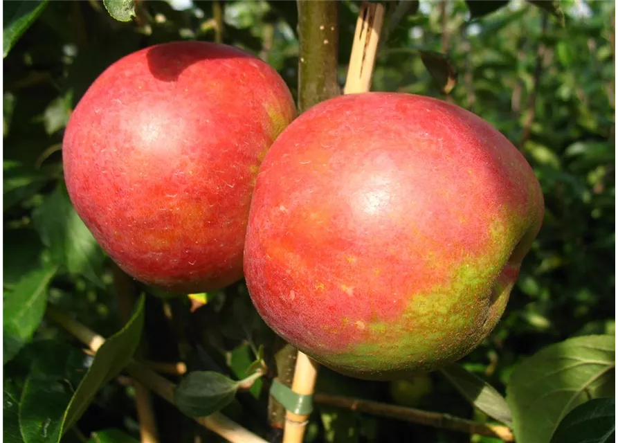 Apfelbaum - Roter Boskoop