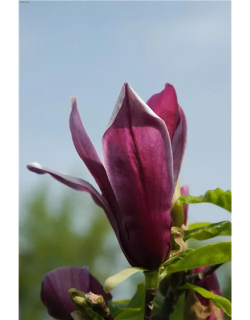 Magnolie 'Black Beauty'®