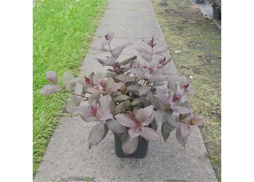 Weigelie 'Minor Black'®, Weigela florida 'Minor Black'® Oldenburger