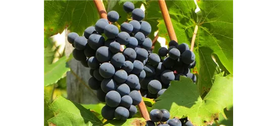 Vitis vinifera 'Suffolk Red', Weinrebe 'Suffolk Red' - Oldenburger  Wohngarten - Dein Wohlfühlgartenmarkt
