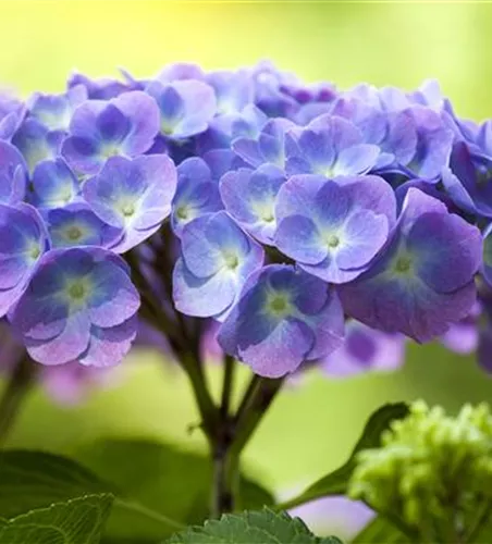 Hydrangea 'Diva fiore'® Blau