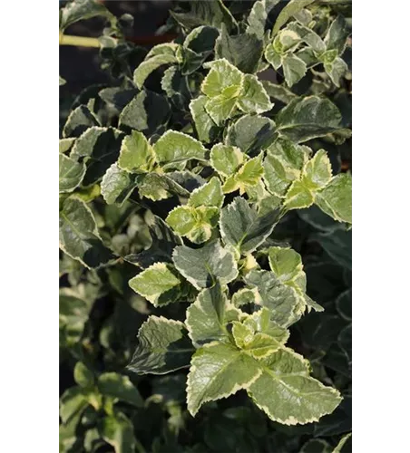 Hydrangea petiolaris 'Silver Lining'®