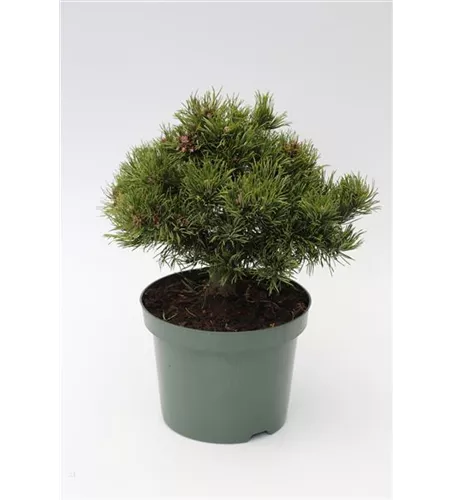 R Pinus densiflora 'Edsal Wood'