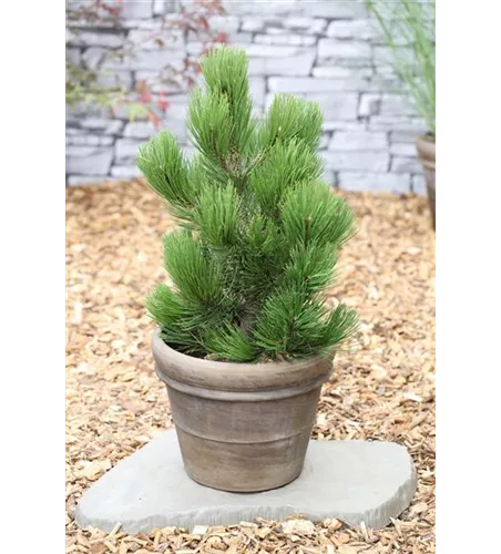 R Pinus heldreichii 'Compact Gem'