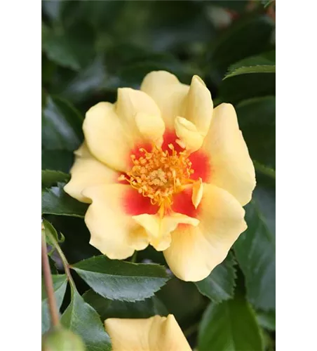 Rosa 'Eye of the Tiger'®