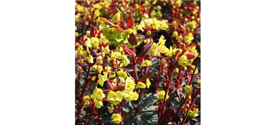 Mandelblättrige GartenWolfsmilch 'Purpurea', Euphorbia amygdaloides