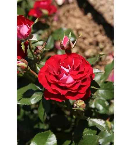 Rosa 'Rose der Einheit'® 