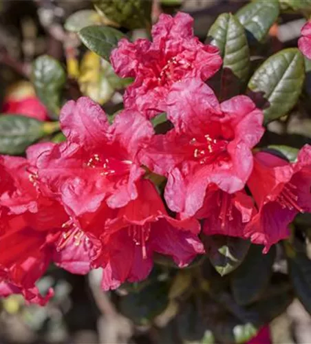 Rhododendron repens 'Abendrot' 
