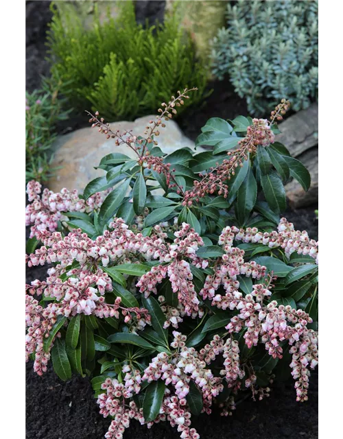 Pieris japonica 'Valley Rose', Schattenglöckchen 'Valley Rose ...