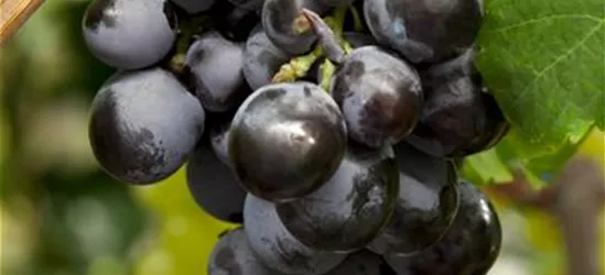 Vitis vinifera 'Suffolk Red', Weinrebe 'Suffolk Red' - Oldenburger  Wohngarten - Dein Wohlfühlgartenmarkt