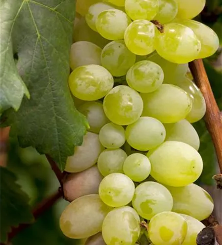 Vitis vinifera 'Primus'