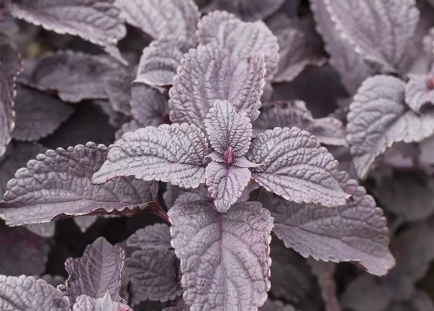 Buntnessel 'Black Prince', Solenostemon 'Black Prince' Oldenburger