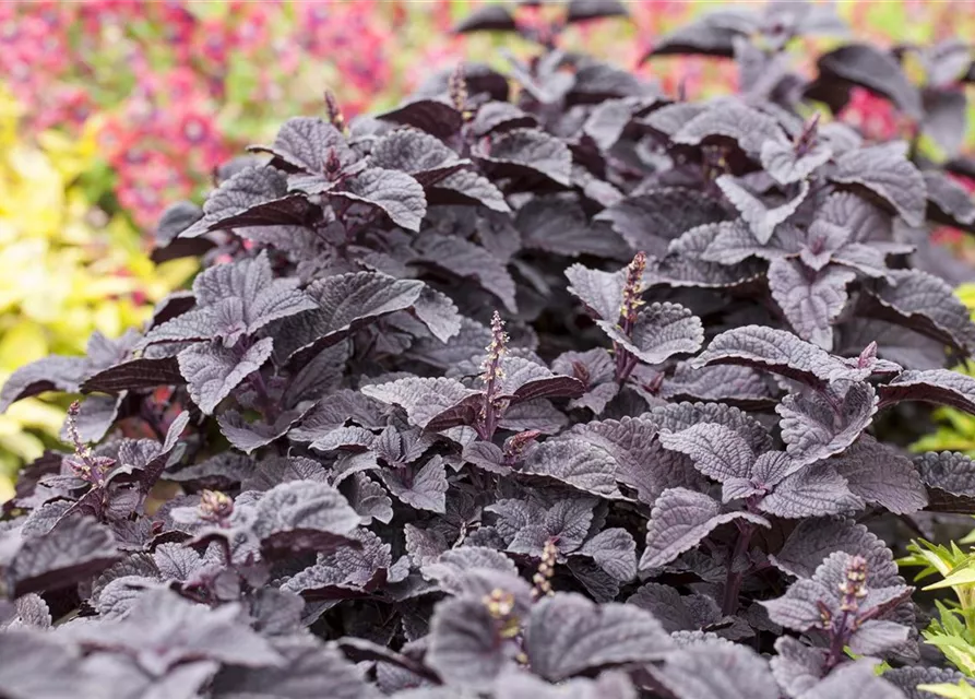 Buntnessel 'Black Prince', Solenostemon 'Black Prince' Oldenburger