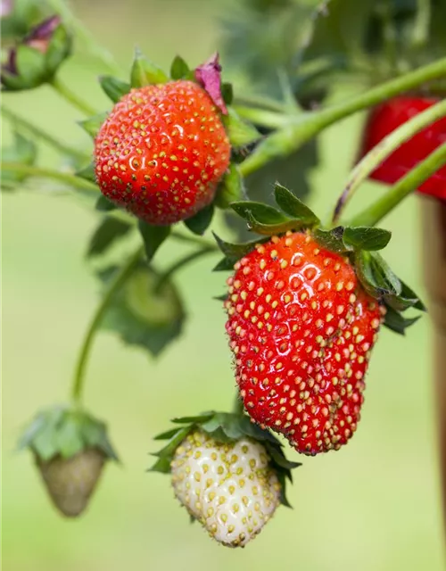 Erdbeere 'Fragoo® Toscana'