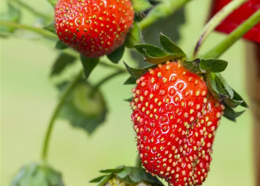 Erdbeere 'Fragoo® Toscana'