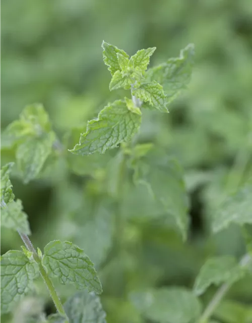 ErdbeerMinze 'Almira®', Mentha species 'Almira'® Oldenburger