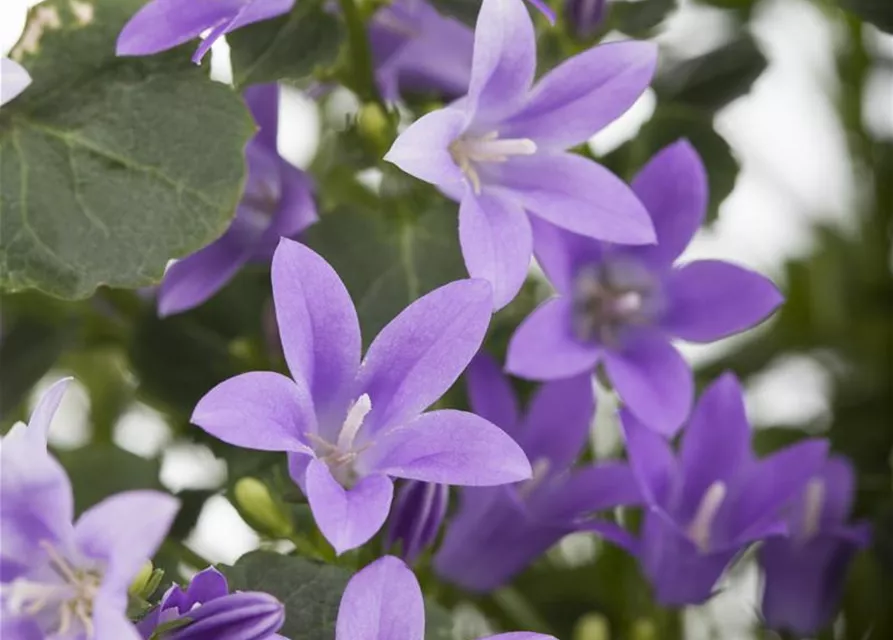 Campanula portenschlagiana, PolsterGlockenblume Oldenburger