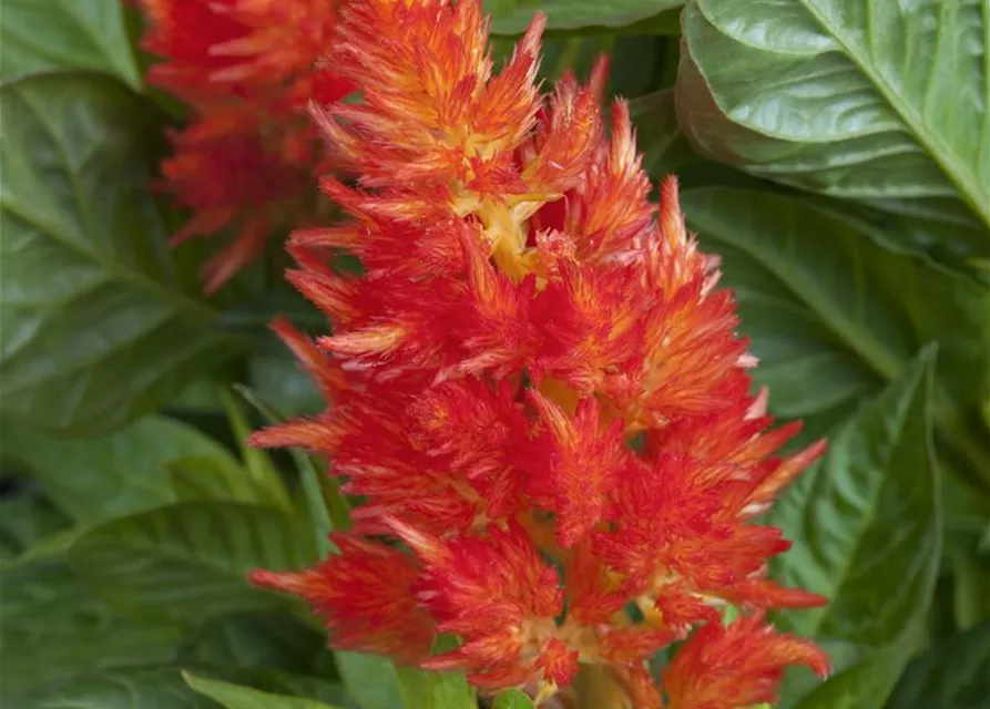 Federbusch 'Fire Red', Celosia argentea 'Fire Red' Oldenburger