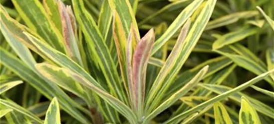 Euphorbia polychroma 'Ascot Rainbow'