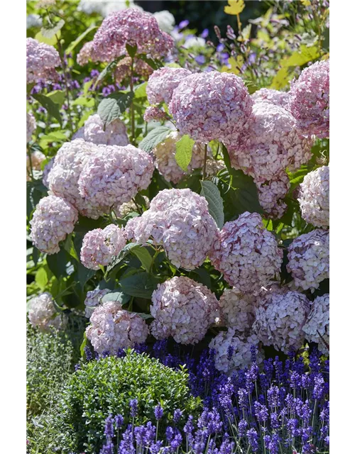 Hydrangea arborescens 'Candybelle'® Bubblegum