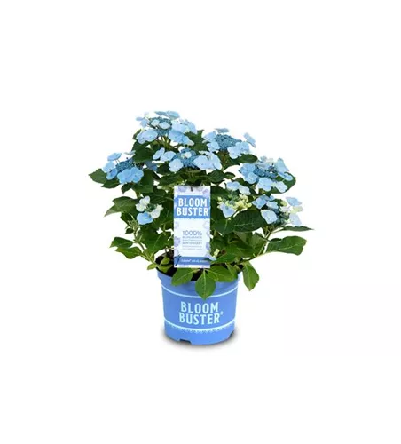Hydrangea hybrida 'Bloombuster'® in Sorten