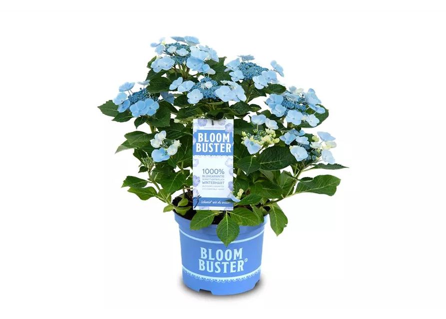 Hydrangea hybrida 'Bloombuster'® in Sorten