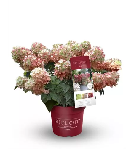 Hydrangea paniculata 'Redlight'®