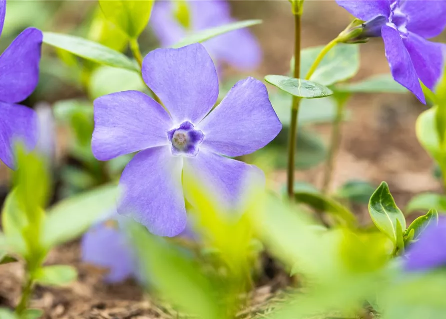 Kleines GartenImmergrün 'Bowles', Vinca minor 'Bowles' Oldenburger