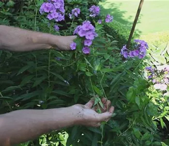 Phlox - Unkraut Entfernen