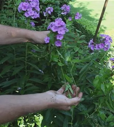 Phlox - Unkraut Entfernen