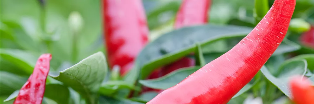Capsicum annuum var. longum 'Autumn Desire'