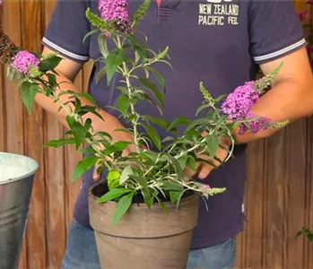 Sommerflieder - Einpflanzen in ein Gefäß