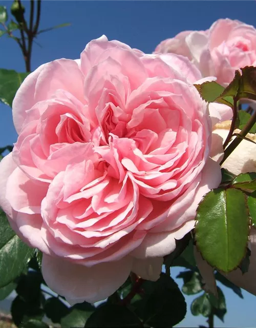 Strauchrose 'Cinderella'®
