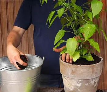 Paprika - Einpflanzen in ein Gefäß