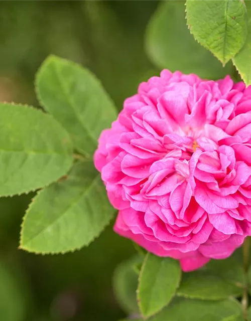 Strauchrose 'Rose de Resht'